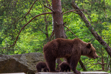 Young bear with cubs on the Transfagarasan in Romania