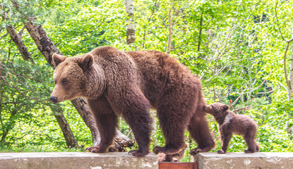 Young bear with cubs on the Transfagarasan in Romania