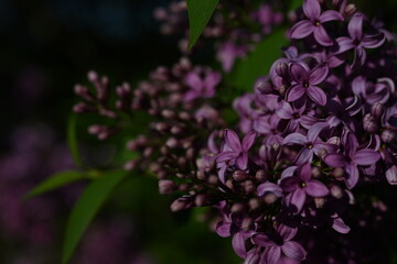 close up of lilac bloom, texture of lilac flowers	
