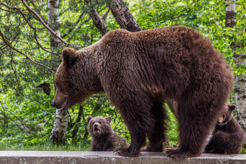 Young bear with cubs on the Transfagarasan in Romania