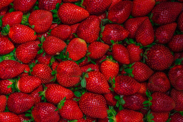 Plastic box full of strawberry between bushes on the farm. Harvest organic strawberry farm, berries, Fresh Strawberries in the box and in the background the lines of a strawberry plant in the field.