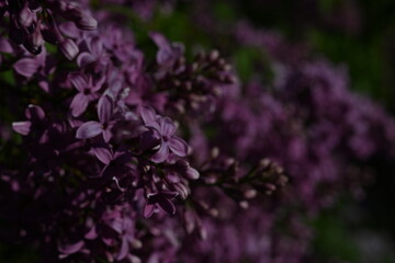 close up of lilac bloom, texture of lilac flowers	
