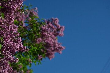 close up of lilac bloom, texture of lilac flowers	
