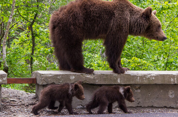 Young bear with cubs on the Transfagarasan in Romania