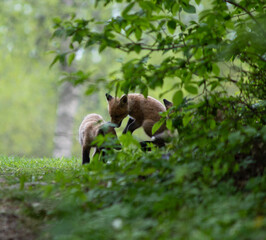 Three fox cubs playing around