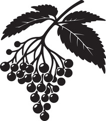 Obraz premium Elderberry Fruit Black Silhouette Vector, Botanical Berry Clipart & Herbal Design