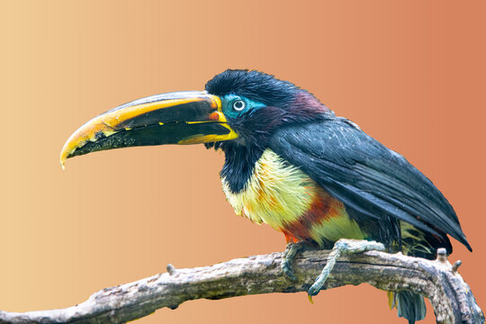 Close up of a colorful Black-necked aracari