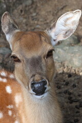 Obraz premium Daim, forêt, sauvage, alpes, montagne, camouflage, animaux.