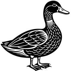 duck isolated on white