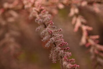 Fluffy pink flowers of Tamarix plant in full bloom. Delicate feathery blossoms captured with...