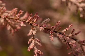 Fluffy pink flowers of Tamarix plant in full bloom. Delicate feathery blossoms captured with shallow depth of field, creating a dreamy and soft botanical background. Ideal for spring nature themes, fl