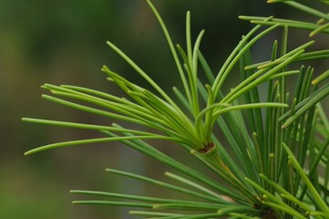 Pinus densiflora f. aurea, known as Korean golden pine, showing needles, cones, and overall shape in natural sunlight.