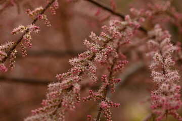 Fluffy pink flowers of Tamarix plant in full bloom. Delicate feathery blossoms captured with shallow depth of field, creating a dreamy and soft botanical background. Ideal for spring nature themes, fl
