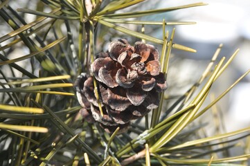 Pinus densiflora f. aurea, known as Korean golden pine, showing needles, cones, and overall shape in natural sunlight.