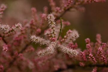 Fluffy pink flowers of Tamarix plant in full bloom. Delicate feathery blossoms captured with...
