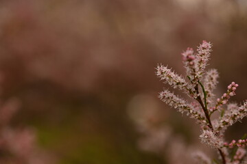 Fluffy pink flowers of Tamarix plant in full bloom. Delicate feathery blossoms captured with shallow depth of field, creating a dreamy and soft botanical background. Ideal for spring nature themes, fl