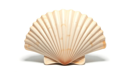 Isolated seashell on white background