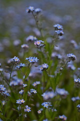 blue forget-me-not flowers, sky color flowers on a green background, evening summer evening, close-up flowers on a blurred background, natural development, photo for inspiration	
