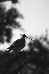 Paloma © Yamil Duba