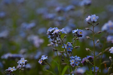 blue forget-me-not flowers, sky color flowers on a green background, evening summer evening, close-up flowers on a blurred background, natural development, photo for inspiration	
