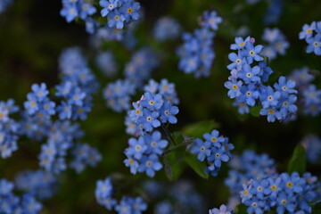 blue forget-me-not flowers, sky color flowers on a green background, evening summer evening, close-up flowers on a blurred background, natural development, photo for inspiration	
