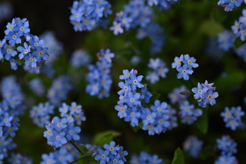blue forget-me-not flowers, sky color flowers on a green background, evening summer evening, close-up flowers on a blurred background, natural development, photo for inspiration	
