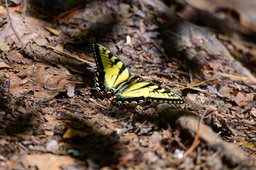Eastern Tiger Swallowtail Butterfly on the Sea Creek Trail, near Suches, Georgia.