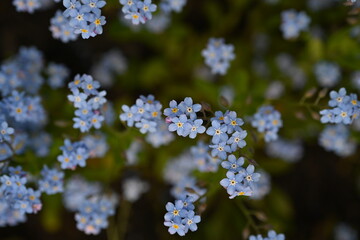 Obraz premium blue forget-me-not flowers, sky color flowers on a green background, evening summer evening, close-up flowers on a blurred background, natural development, photo for inspiration 