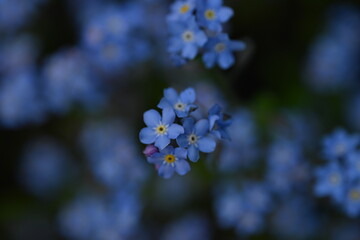 blue forget-me-not flowers, sky color flowers on a green background, evening summer evening, close-up flowers on a blurred background, natural development, photo for inspiration	
