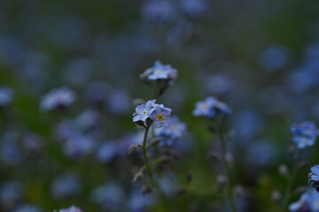 blue forget-me-not flowers, sky color flowers on a green background, evening summer evening, close-up flowers on a blurred background, natural development, photo for inspiration	

