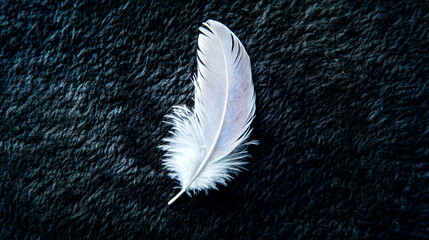 Minimalist Flat Lay of a White Feather