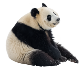 panda png giant panda png bear animal png wildlife animal png cute animal png endangered species png black and white bear png transparent background image
