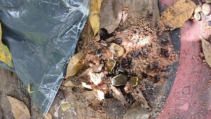 Bees and beetles decorated with rotten fruit - Powered by Adobe