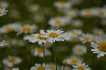 white daisy flowers texture, chamomile small flowers on green background, texture of small white flowers, mental health concept