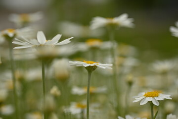 white daisy flowers texture, chamomile small flowers on green background, texture of small white flowers, mental health concept