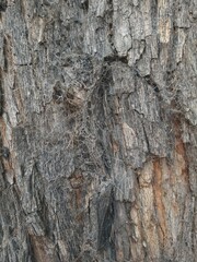 Aged tree bark with cobwebs. background.