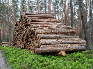 Logs of wood stacked in a pile cut in a coniferous forest. Spring season.	