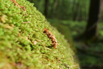 moss on tree