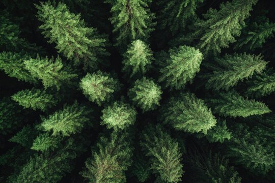 An aerial view showcases a dense forest of vibrant green pine trees, creating a textured and lush natural landscape from above.