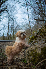 shih tzu dog walks along a mountain road 