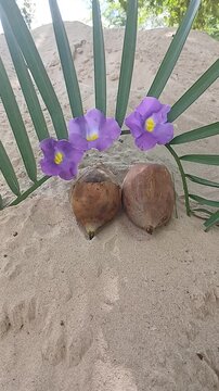 Coconut babassu decoration