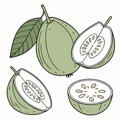 Fresh Green Guava Fruit Set Minimal Flat Vector of Whole, Halved, Sliced & Cross-Section
