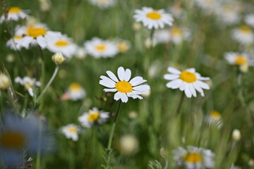 white daisy flowers texture, chamomile small flowers on green background, texture of small white flowers, mental health concept