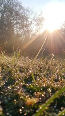 Morning light softly reveals glistening dew on a single slender blade of grass. Vertical.