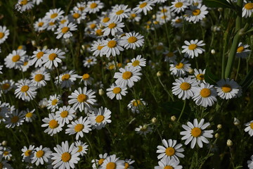 Fototapeta premium Field of blooming white daisies in soft natural light. A gentle summer meadow with delicate flowers and green grass, captured with shallow depth of field. Ideal for nature backgrounds, floral textures