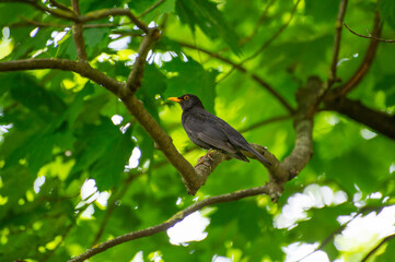 common blackbird on a branch