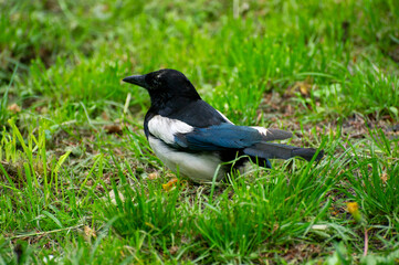 a magpie in a grass