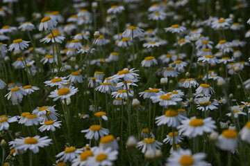 white daisy flowers texture, chamomile small flowers on green background, texture of small white flowers, mental health concept	
