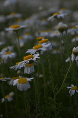 white daisy flowers texture, chamomile small flowers on green background, texture of small white flowers, mental health concept	
