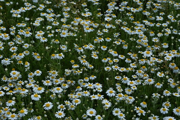 white daisy flowers texture, chamomile small flowers on green background, texture of small white flowers, mental health concept	
